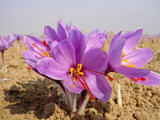 زعفران خراسان و زاوه؛ طلای سرخ ایران از دل کویر